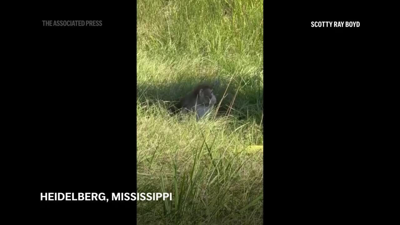 Monkeys escape from overturned truck on Mississippi highway